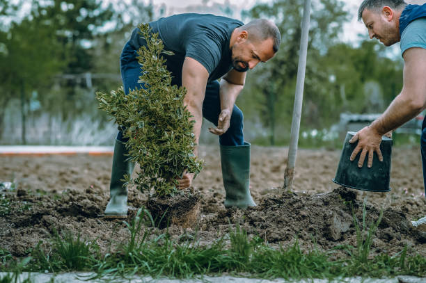 Lawn Watering Services in Medulla, FL